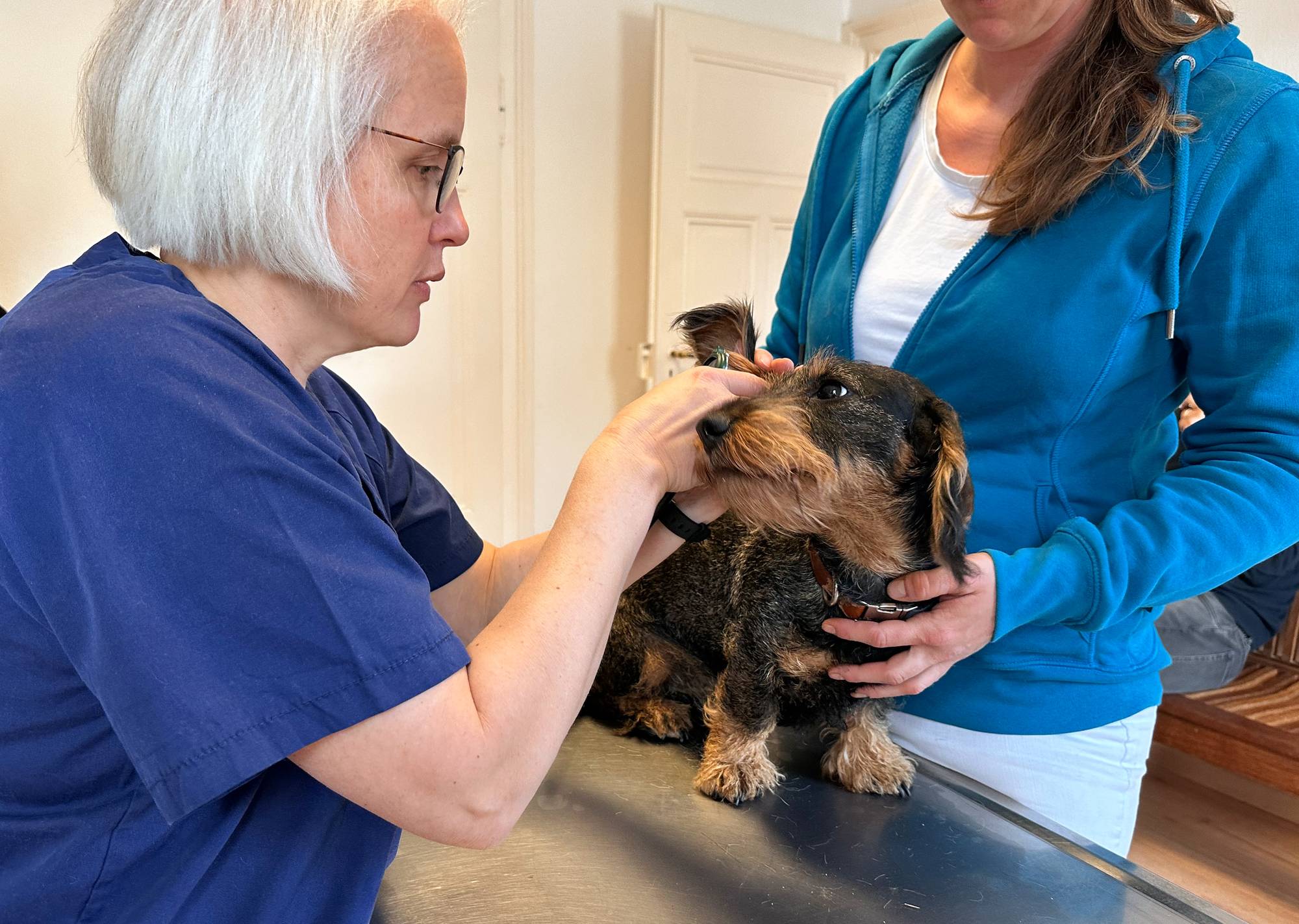 Tierärzte Haug mit Hund